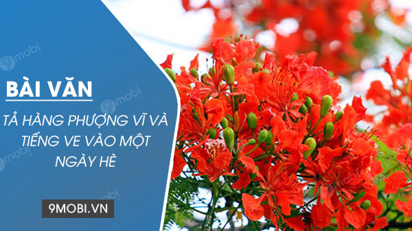 Hãy viết bài văn miêu tả hàng phượng vĩ và tiếng ve vào một ngày hè