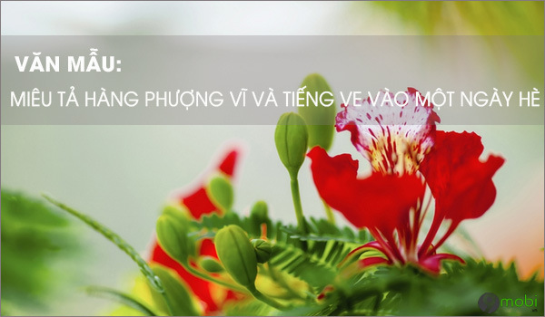 Viet bai van mieu ta cay phuong vao mot ngay he